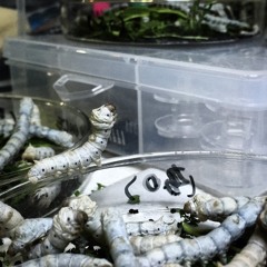 Silkworms Eating - Speed 0.10 at Dogma Lab - Shanghai China