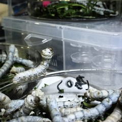 Silkworms Eating - Speed 0.75 at Dogma Lab - Shanghai China