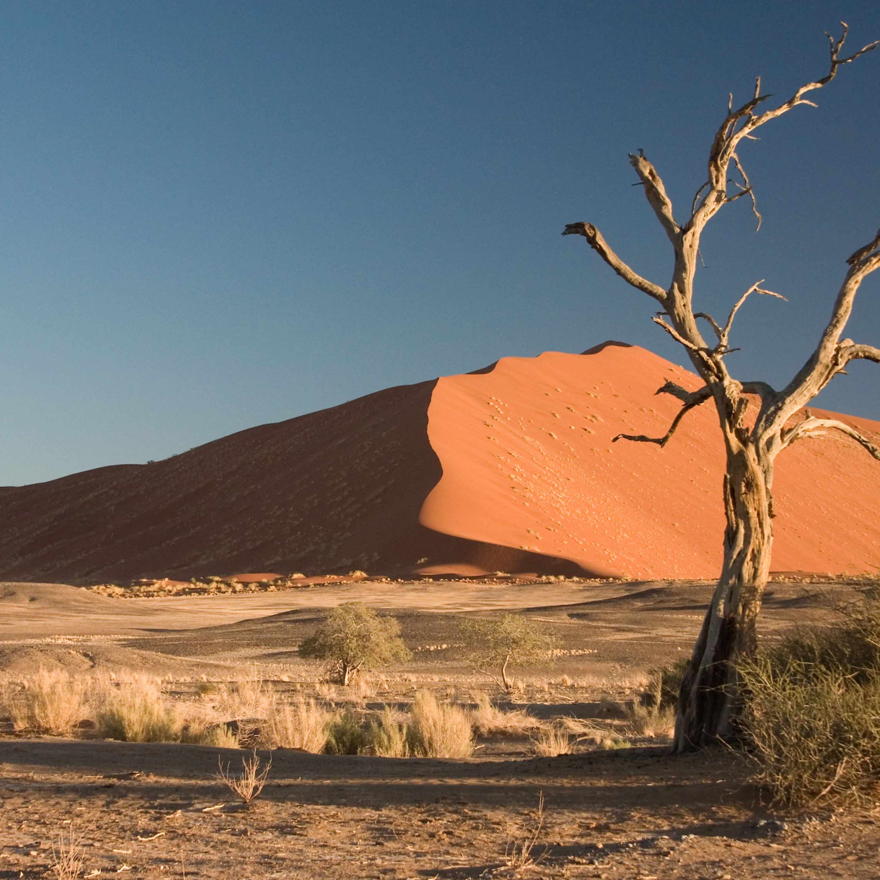 Wandering the Desert thumbnail
