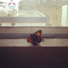 The Three Butterflies