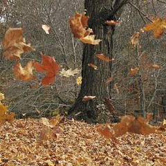 Turkish Song-Sokaklarda Ruzgar-by Nilufer, cover Ceyda
