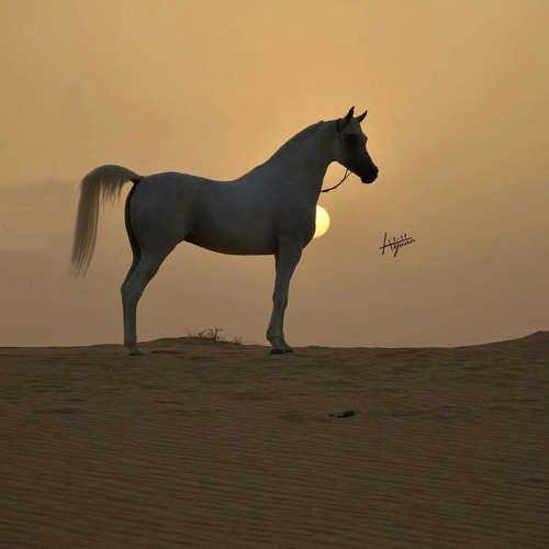 أُعانِي بالفِراقِ أسىٰ