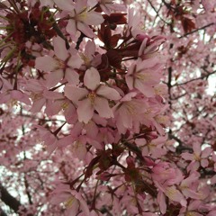 Hellberg the girl (Ferox remix) demo