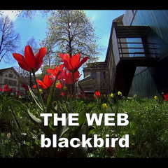 THE WEB - blackbird