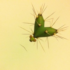 Corazón de cactus