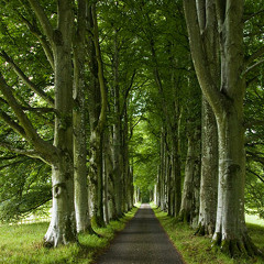 Avenue (Original). Demo