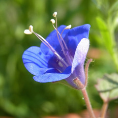 Gefunden — Johann Wolfgang von Goethe