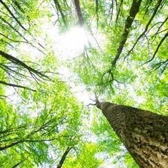Rừng Lá Thấp-Trường Vũ
