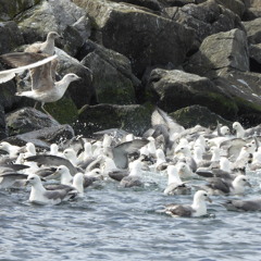 The Seagull Feeding Station Near the Fish Processing Plant - ólafsfjörður - Iceland Sound Diary