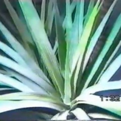 Jungle Flower (Re-Grooved)