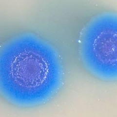 Membrane [micronecta+radiation /free download]