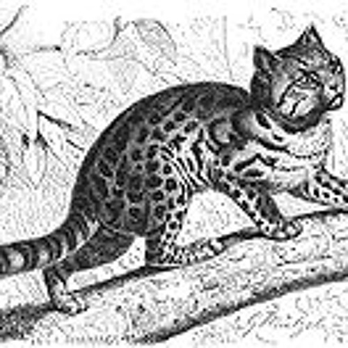 Thafkea Variations I