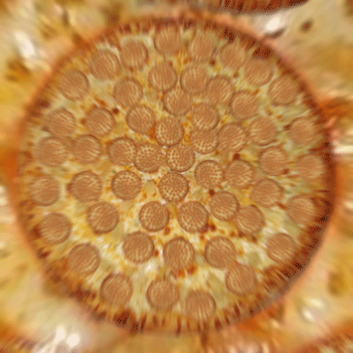 Blazedidest