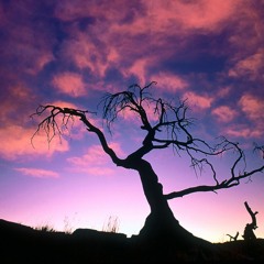 Tangled Branches- Dawn Of Man