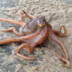 Little Octopus Climbing Over Rock - Parry Gripp