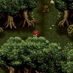 Secret of the Forest