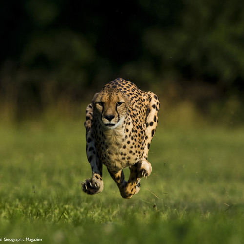 Projectech - The Cheetah Mix