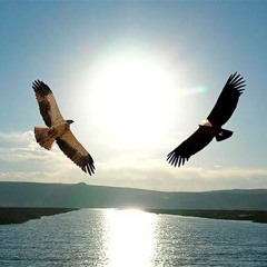 Condor - Aguila