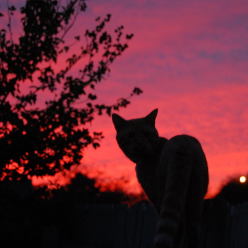 Firefly (In Progress)