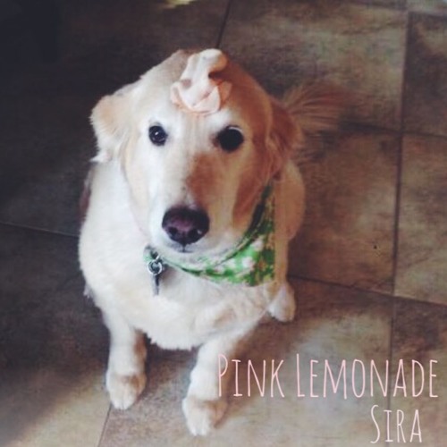 Pink Lemonade (Original Song)