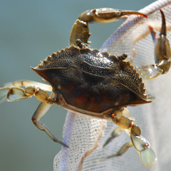 The Day I Got A Black Eye From A Blue Crab