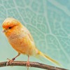 Download Suara Burung Kenari Yorkshire Suara Burung Kenari Yorkshire
