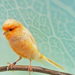 Suara Burung Kenari Yorkshire