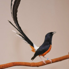 Mp3 Kicau Burung Murai Batu