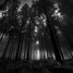 Dark Forrest