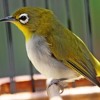 Download Audio Suara Terapi Burung Pleci Audio Suara Terapi Burung Pleci