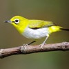 Download Suara Burung Pleci Gacor Suara Burung Pleci Gacor