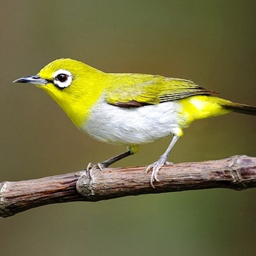 Suara Burung Pleci Gacor By Pecinta Hewan On Soundcloud Hear The