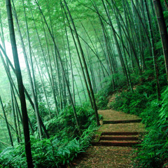 Traditional Japanese Music