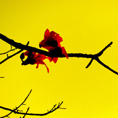 The Wind Forest (poison9 Edit)