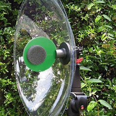 Marsh Frog Nightingale Song - Hisound Stereo 688 Parabolic Microphone