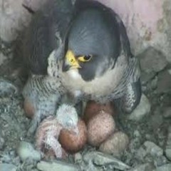 Into the falcon nest