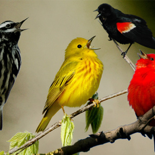 Звуки определенных птиц. Птицы которые красиво поют. Красиво Поющие птицы. Птичий хор. Красивые певчие птицы поют хором.