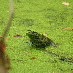 Skunk - Swamp Frog