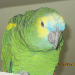 Piratparrot       noisyZouk  remix  by Abu AMA