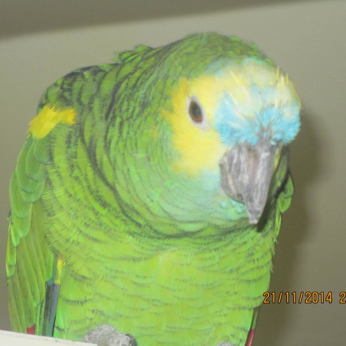 Piratparrot       noisyZouk  remix  by Abu AMA