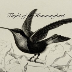 Flight of the hummingbird