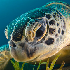 Thoughtful Turtle #turbidedm