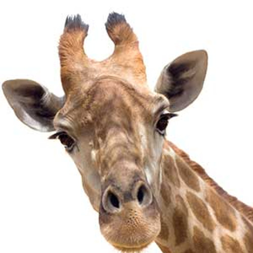 Glittering Giraffe #glamorousedm