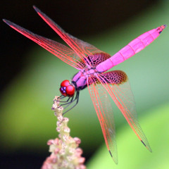 Enlightened Space Dragonfly #psyche