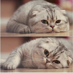 Almost Is Never Enough (cover)