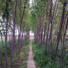 Lewani Mausam La Yara - Tariq hussain