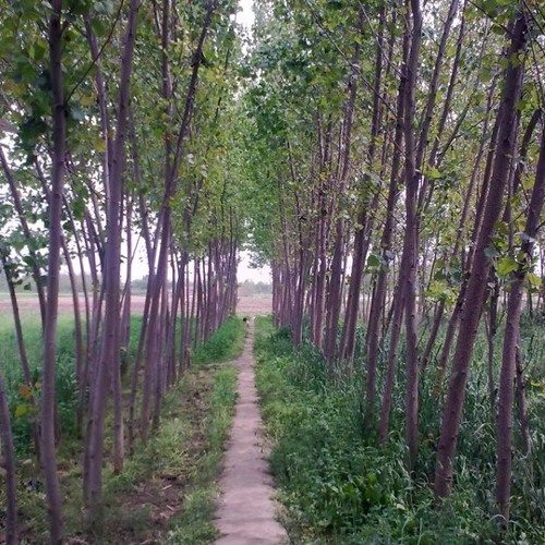 Lewani Mausam La Yara - Tariq hussain