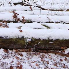 Trigoney - Night Owl