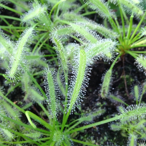 " Toccata " for piano solo