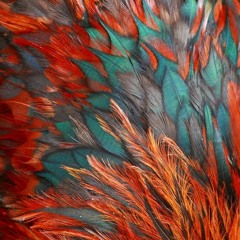 Festival Of Fire (live)